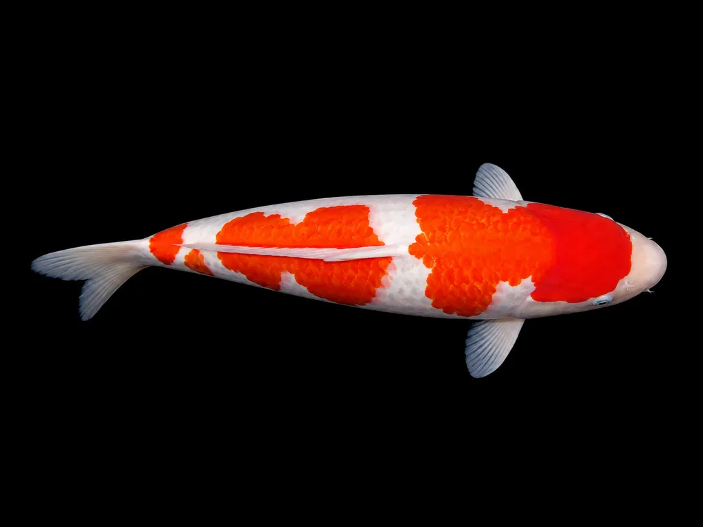 Kohaku koi (Cyprinus rubrofuscus)