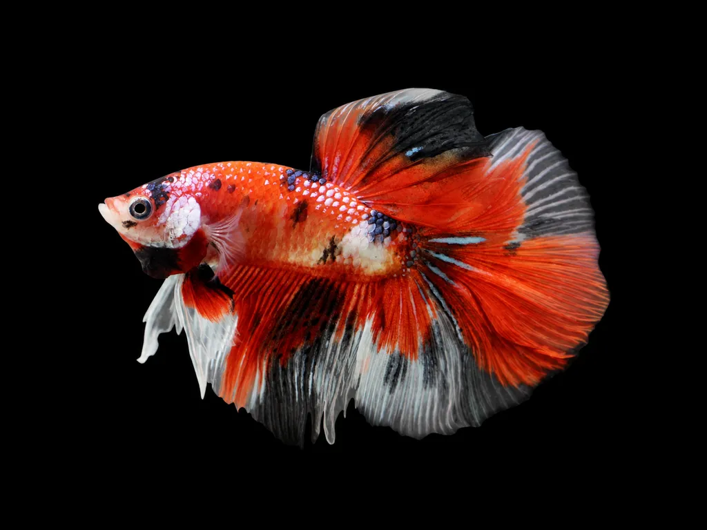 Koi betta (Betta splendens)