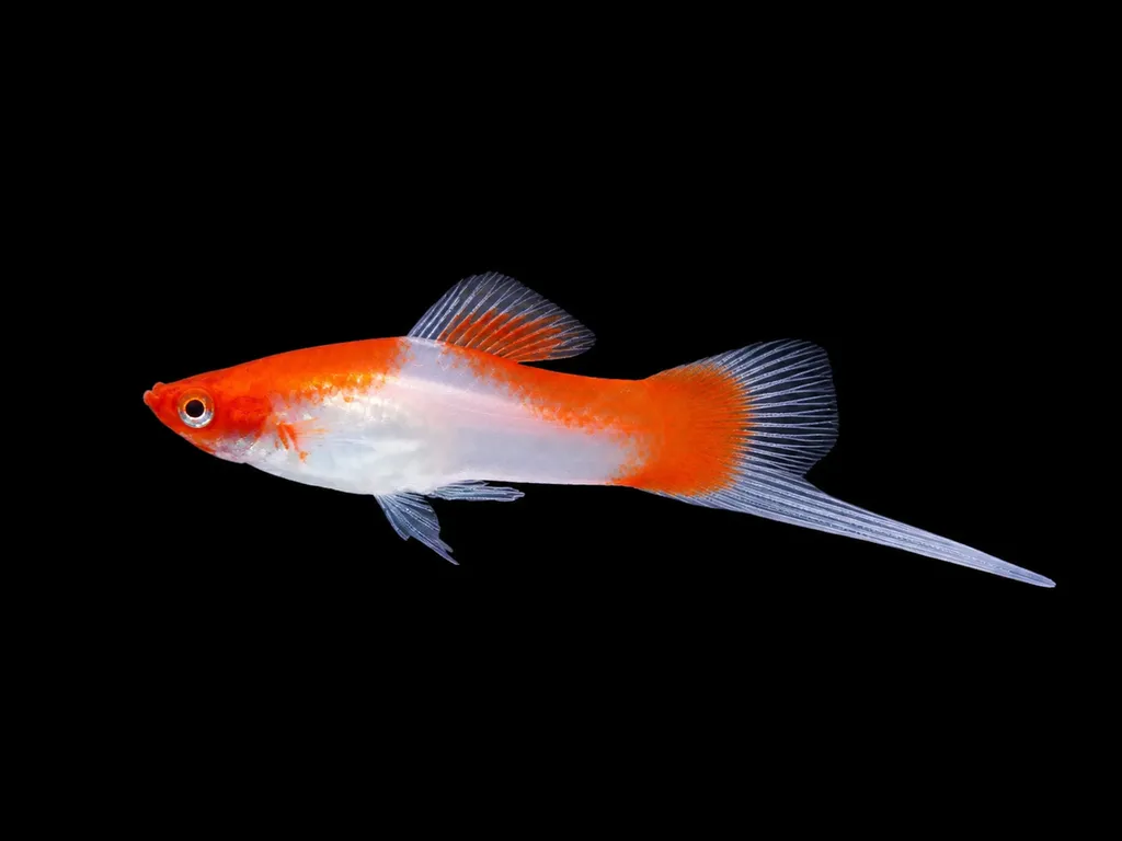 Koi swordtail (Xiphophorus hellerii)