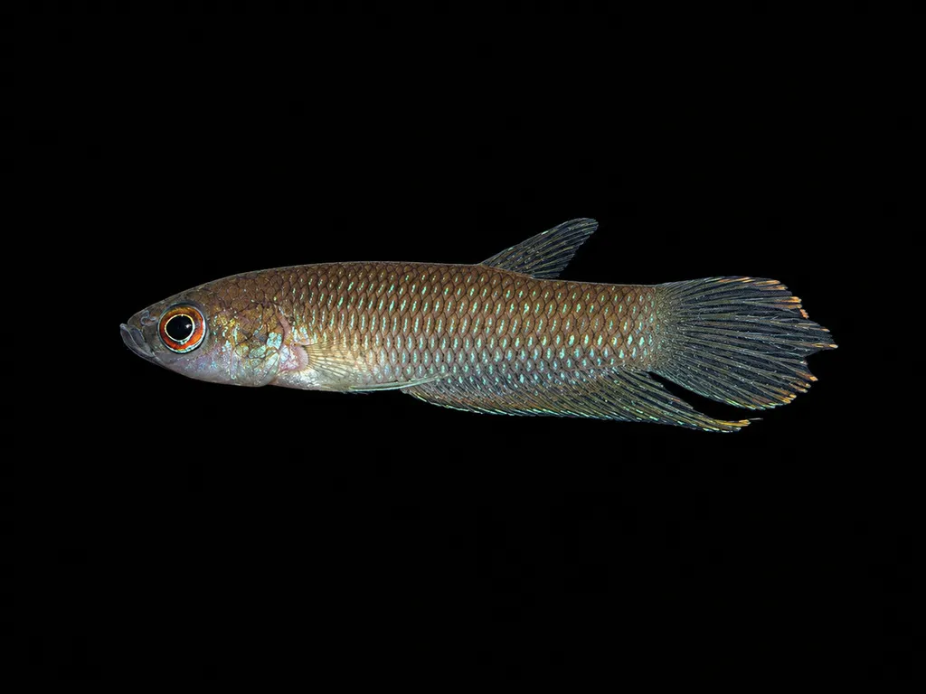 Krataios betta (Betta krataios)