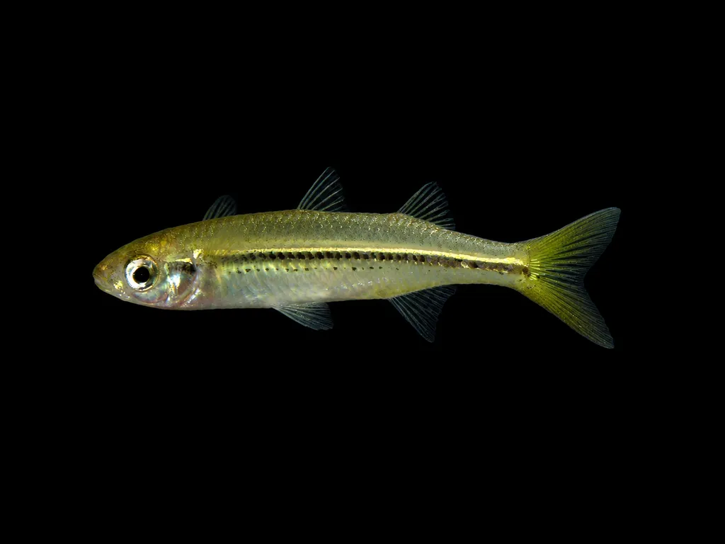 Kubuna hardyhead (Craterocephalus randi)