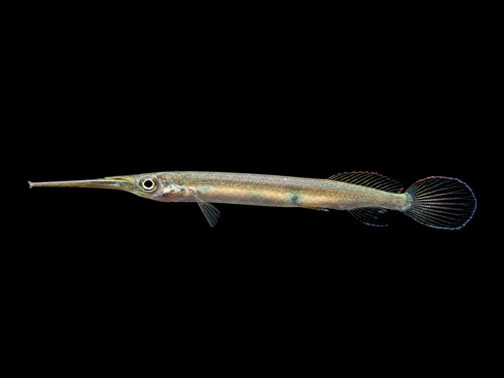 Kuekenthal's halfbeak (Hemirhamphodon kuekenthali)