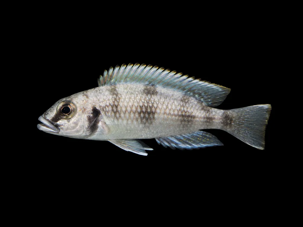 Lemaire's lamprologus (Lamprologus lemairii)