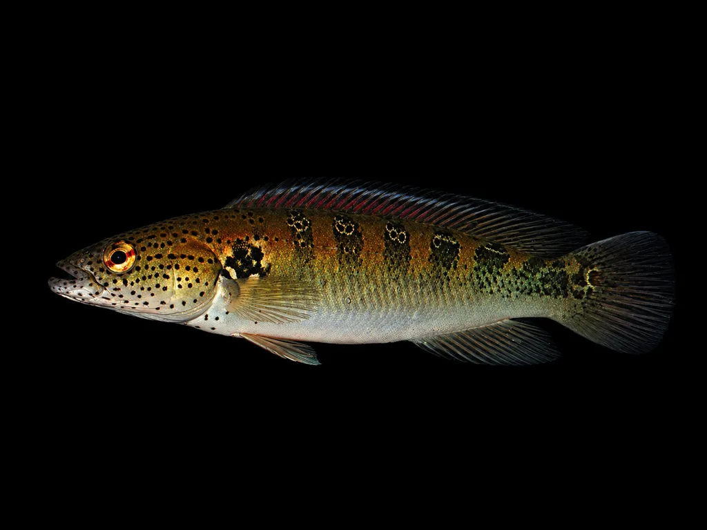 Lenticulata pike cichlid (Lugubria lenticulata)