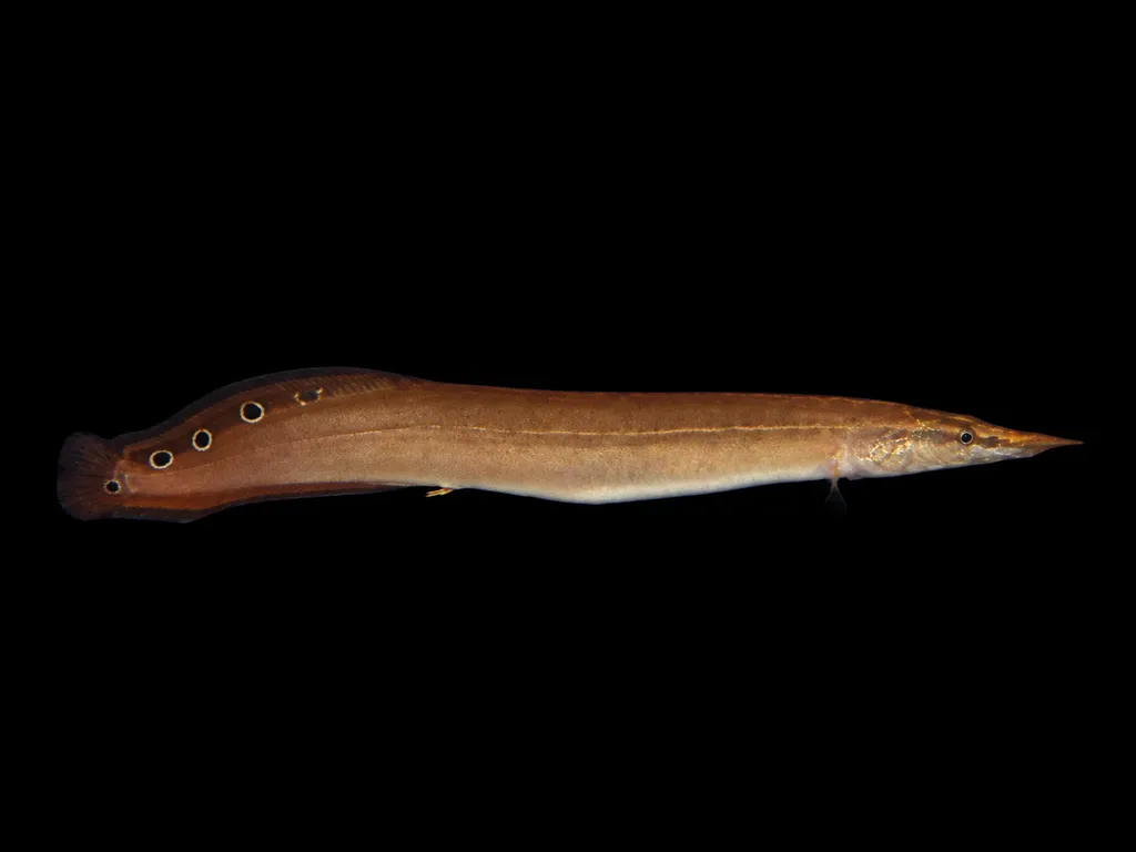 Lesser spiny eel (Macrognathus aculeatus)