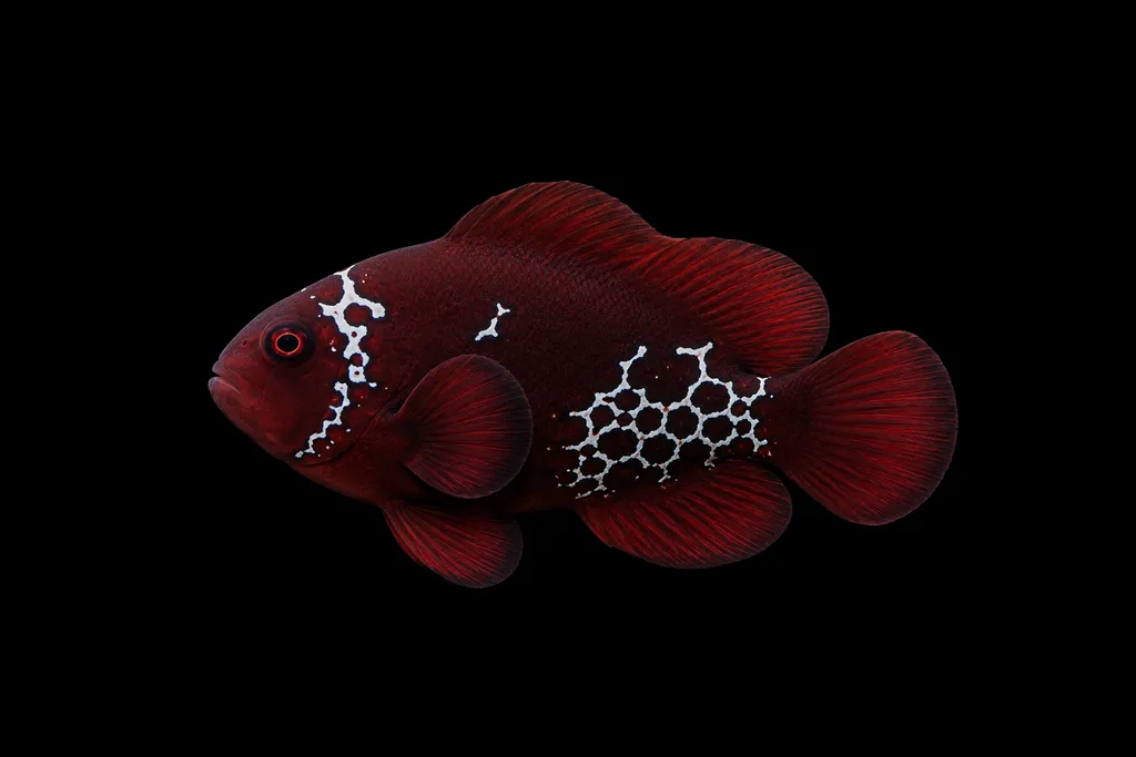 Lightning maroon clownfish (Premnas biaculeatus)