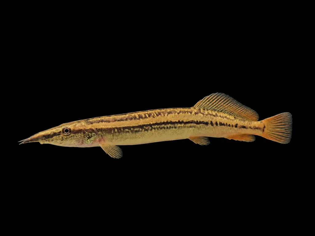 Line-spot spiny eel (Macrognathus lineatomaculatus)