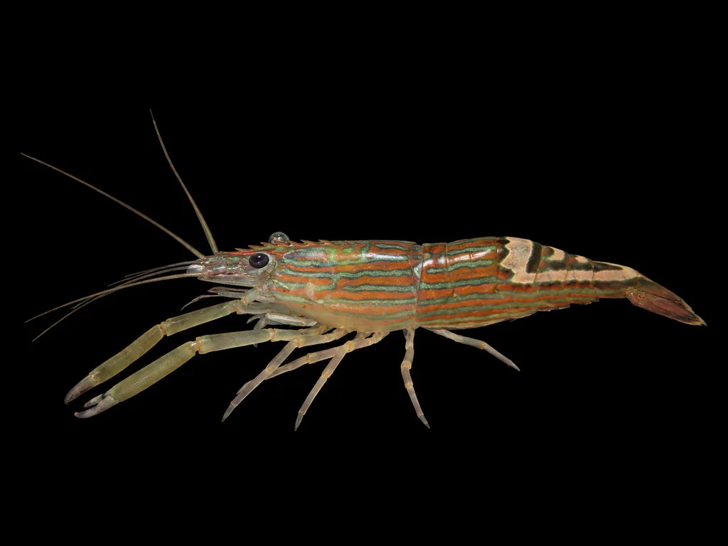 Lollipop prawn (Macrobrachium gracilirostre)