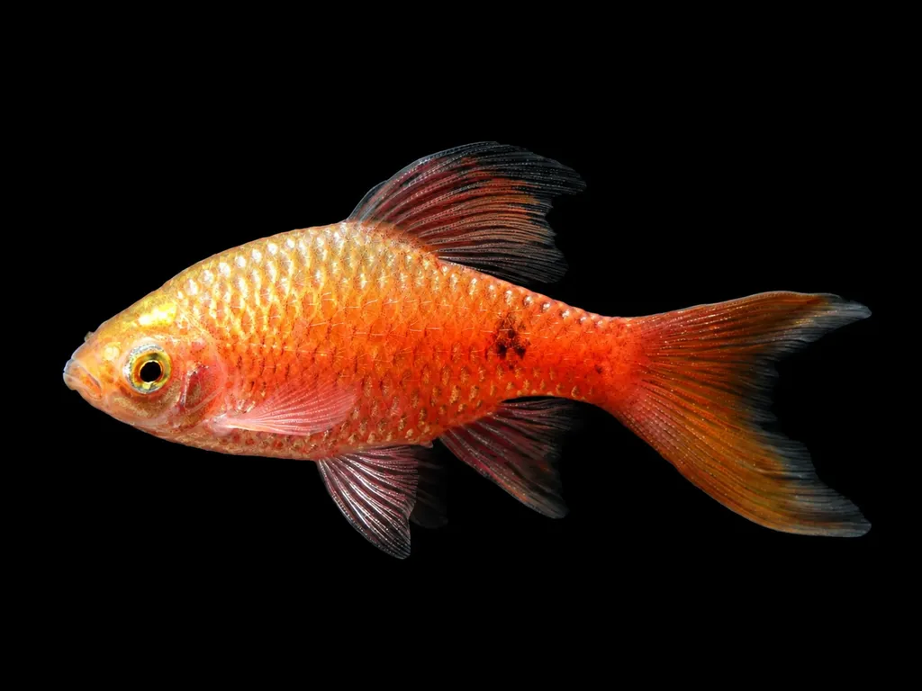 Longfin rosy barb (Pethia conchonius)
