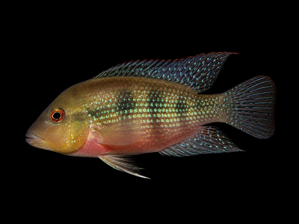 Longfin sifter cichlid (Cribroheros longimanus)