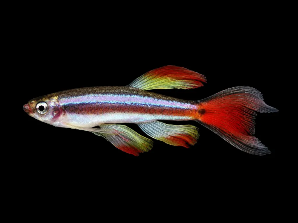 Longfin white cloud minnow (Tanichthys albonubes)
