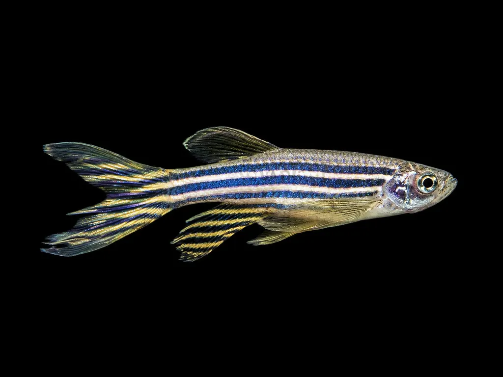 Longfin zebra danio (Danio rerio)