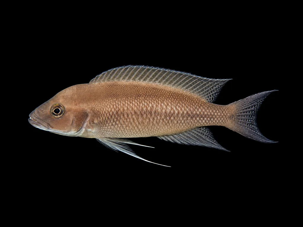 Longtail lamprologus (Neolamprologus longicaudatus)