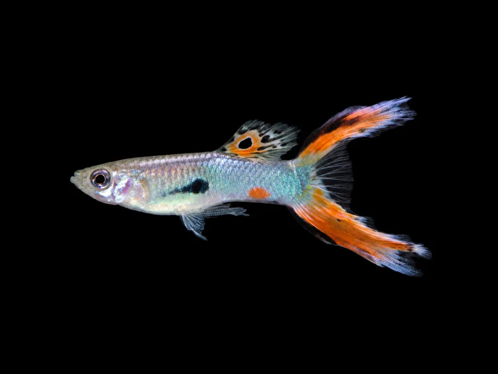 Lyretail guppy (Poecilia reticulata)