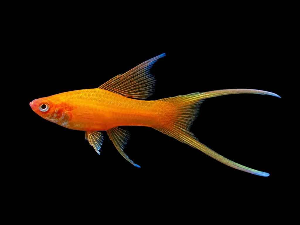 Lyretail swordtail (Xiphophorus hellerii)