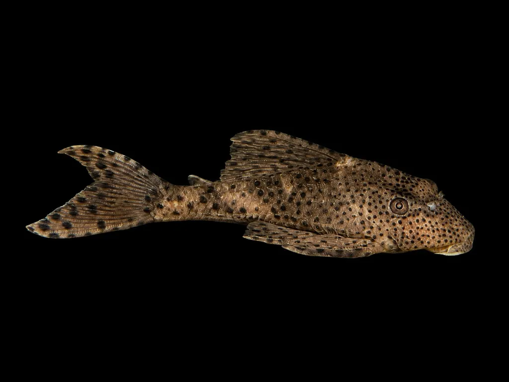 Macushi pleco (Hypostomus macushi)