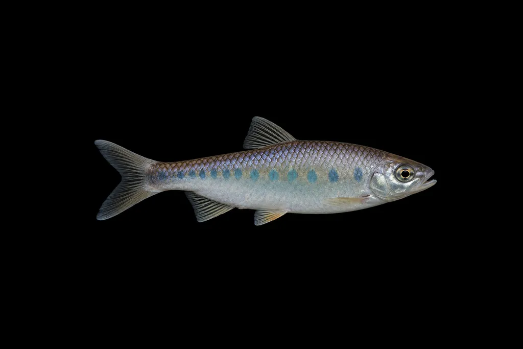 Malabar baril (Opsarius malabaricus)