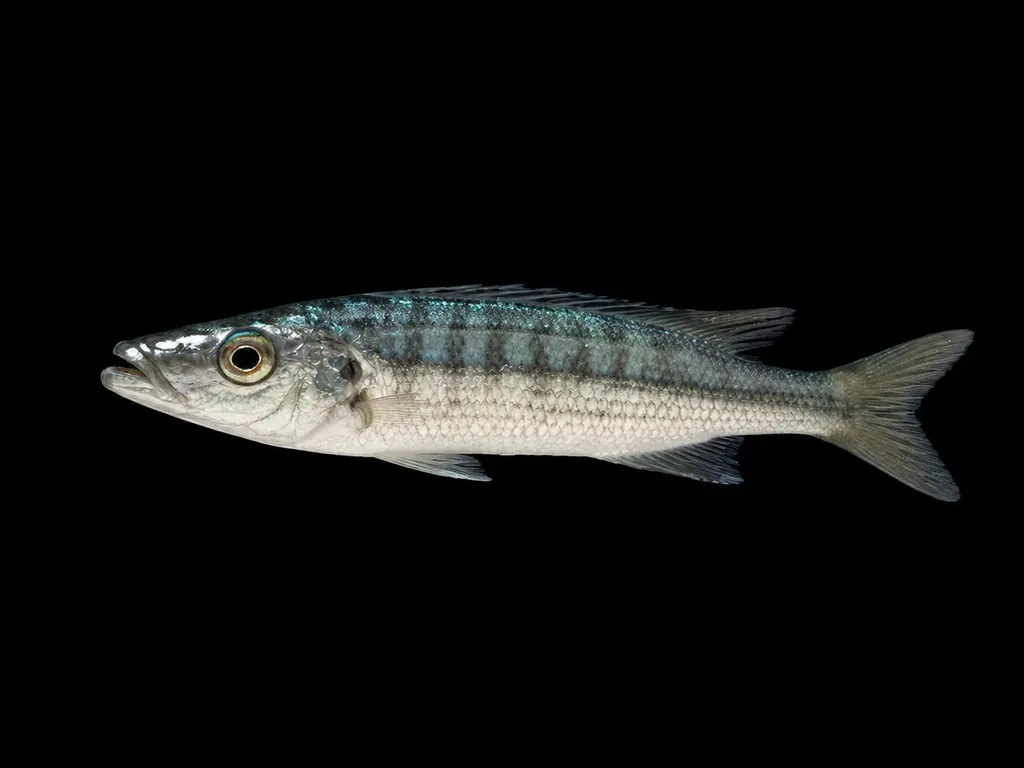 Malawi barracuda (Rhamphochromis cf. macrophthalmus)