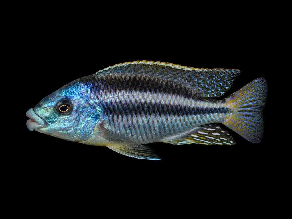 Malawi thick-lip (Cheilochromis euchilus)