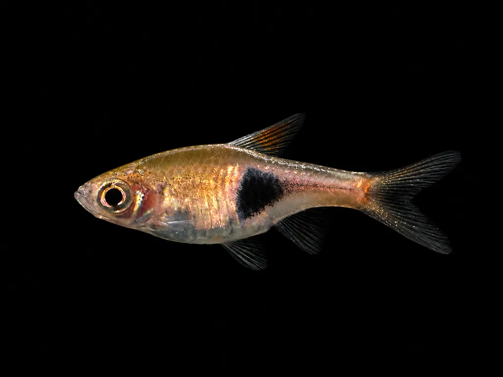 Malayan harlequin rasbora (Trigonostigma truncata)
