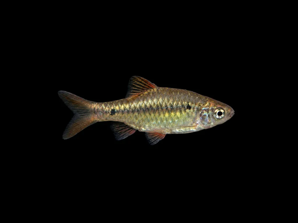 Manipur barb (Pethia manipurensis)