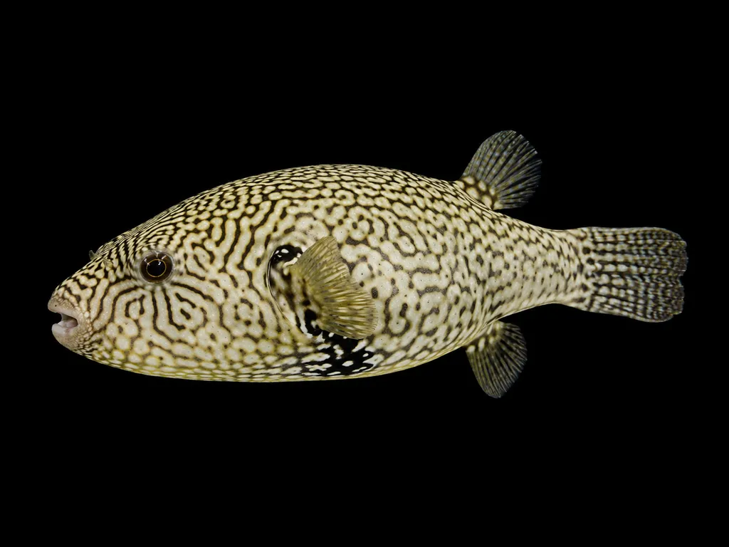 Map puffer (Arothron mappa)