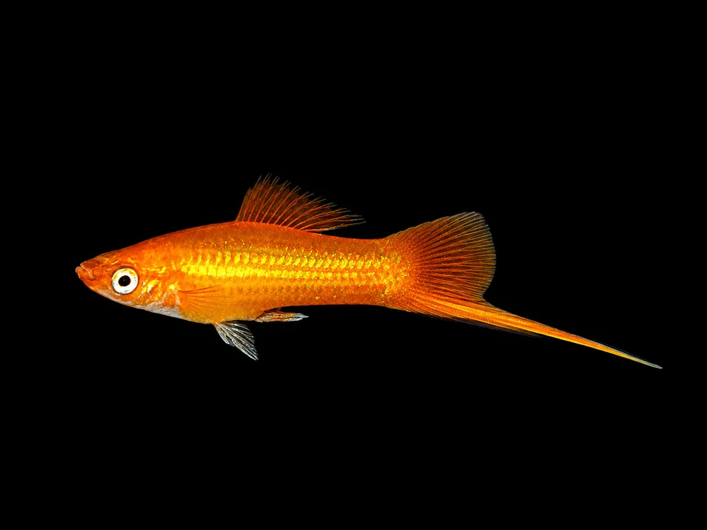 Marigold swordtail (Xiphophorus hellerii)