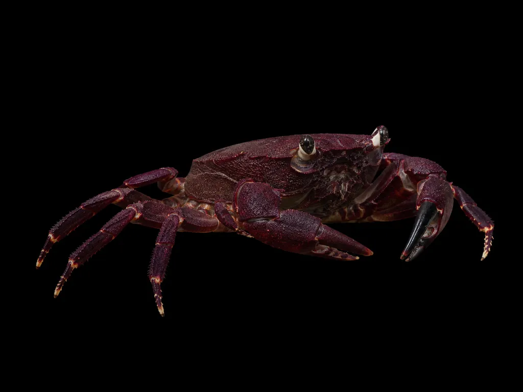 Matano crab (Syntripsa matannensis)