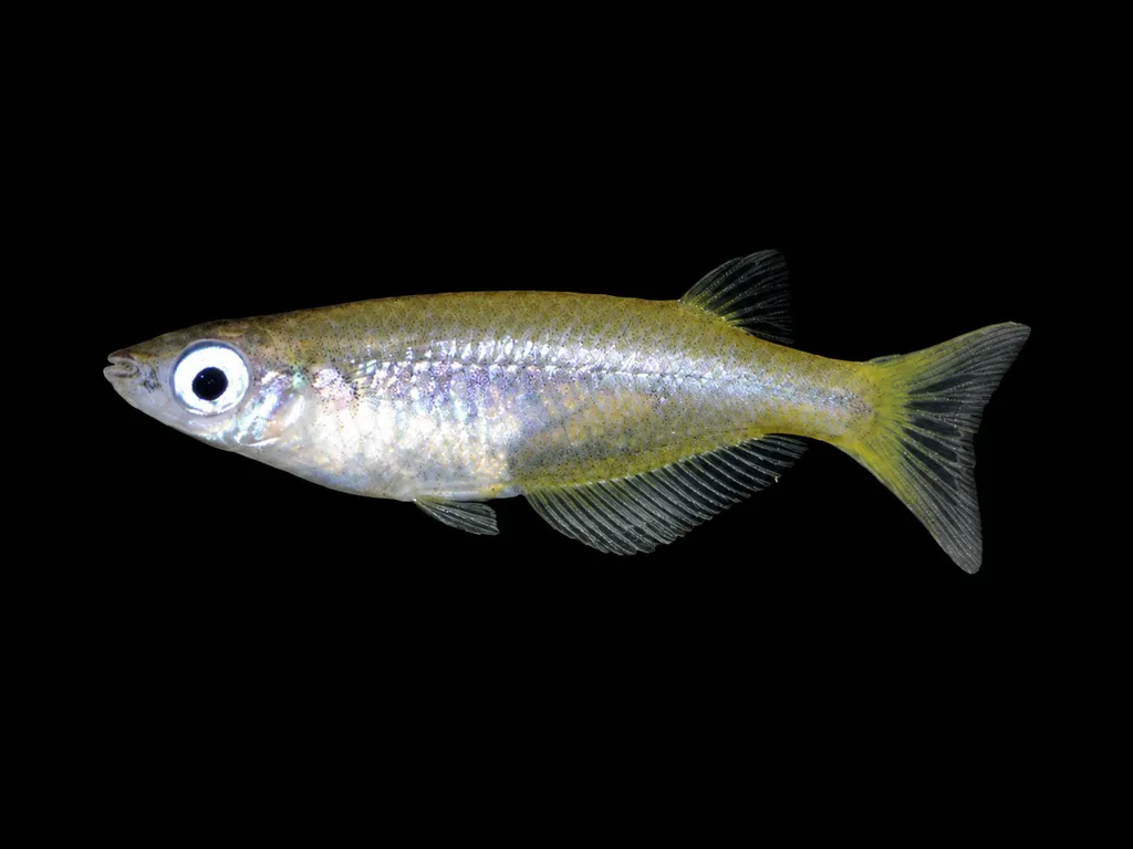 Matano ricefish (Oryzias matanensis)