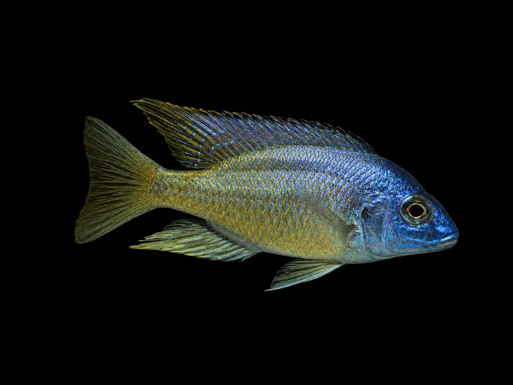 Mdoka peacock (Aulonocara aquilonium)