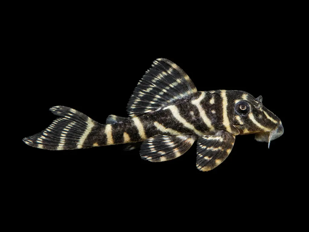 Mega clown pleco (L340) (Hypancistrus sp. L340)