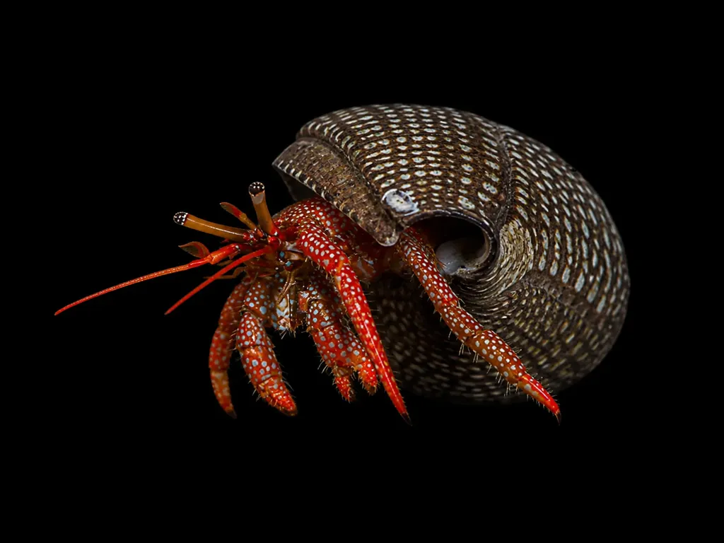 Mexican red-leg hermit crab (Clibanarius digueti)