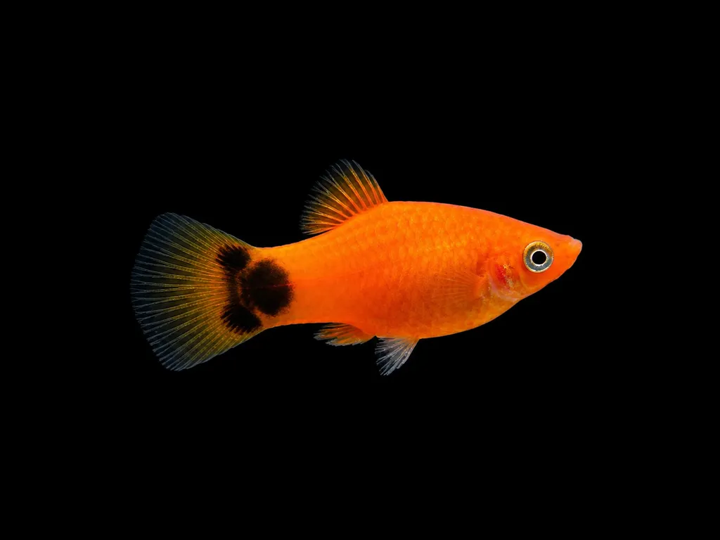 Mickey Mouse platy (Xiphophorus maculatus)