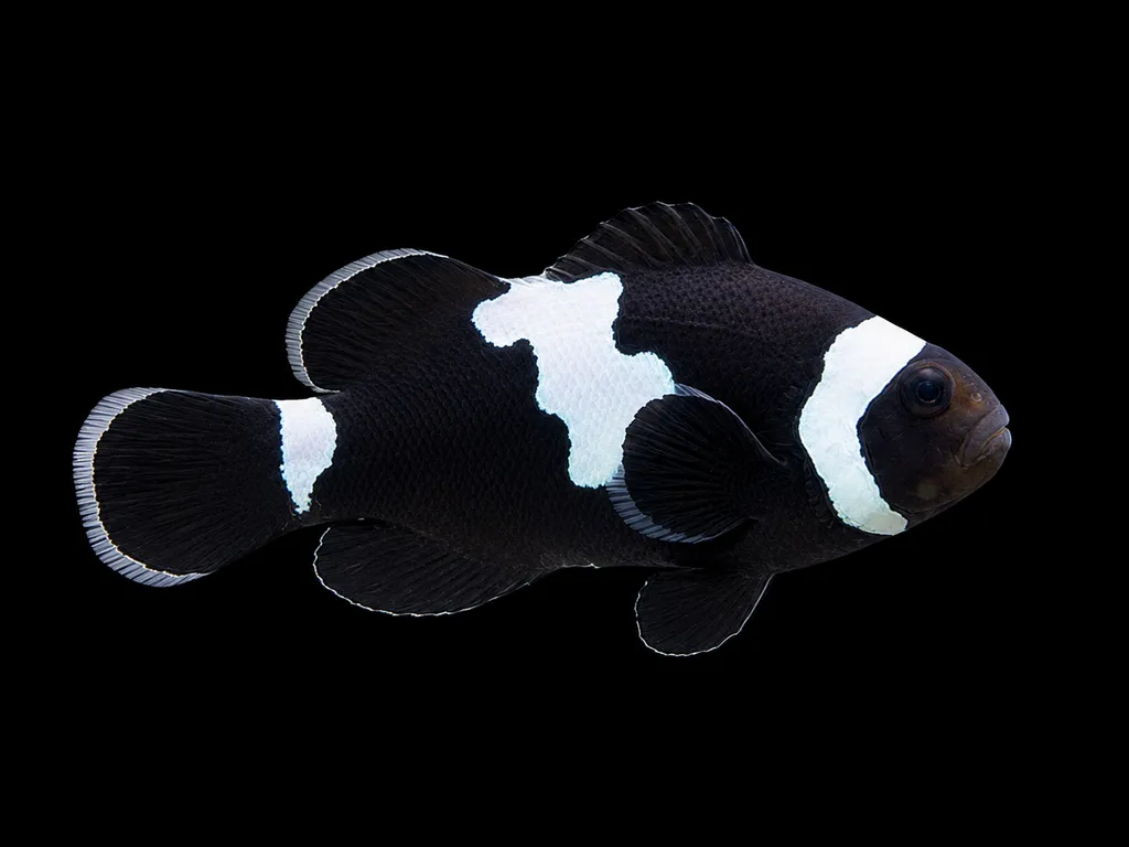 Midnight Lightning clownfish (Amphiprion ocellaris)