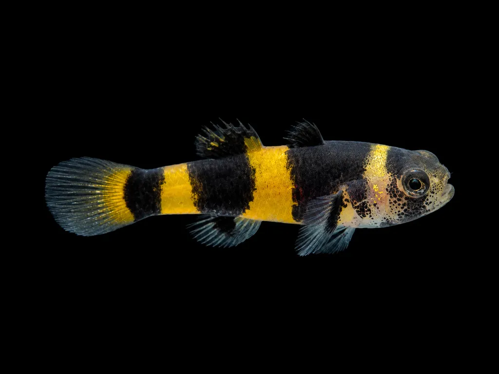 Mini bumblebee goby (Brachygobius xanthomelas)