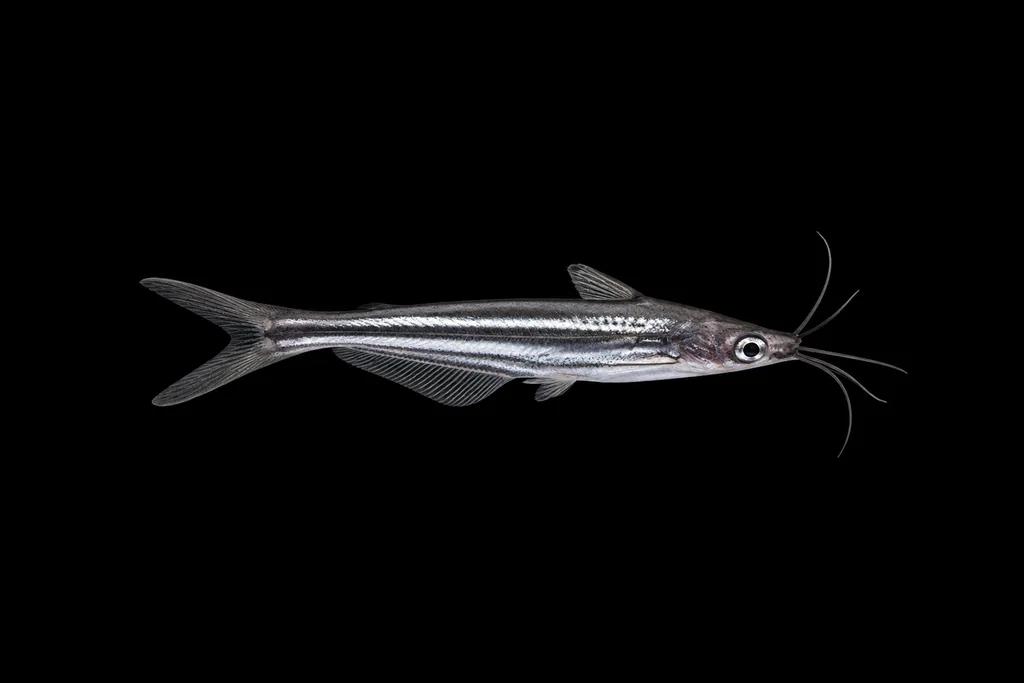 Mini shark cat (Pseudeutropius brachypopterus)