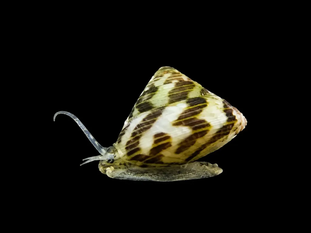 Mini trochus snail (Collonista sp.)