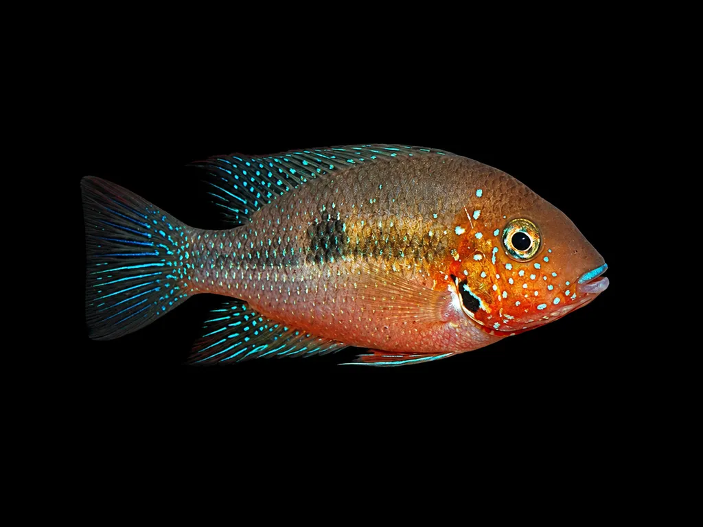 Mixteco cichlid (Thorichthys panchovillai)