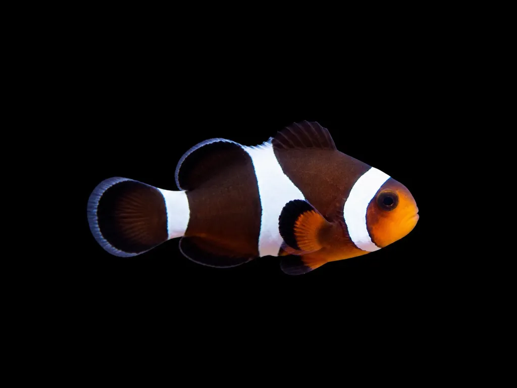 Mocha clownfish (Amphiprion ocellaris)