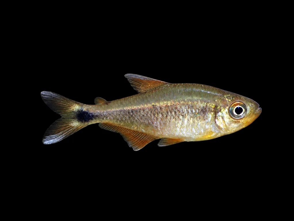 Moniliger tetra (Hyphessobrycon moniliger)