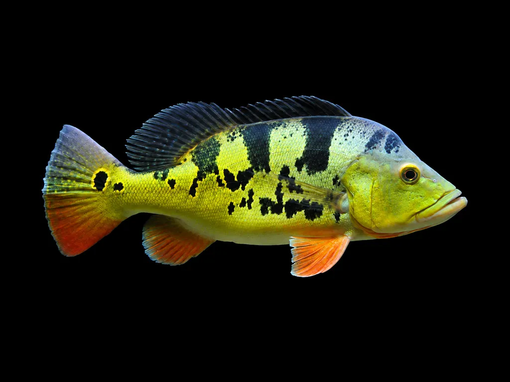 Monoculus peacock bass (Cichla monoculus)