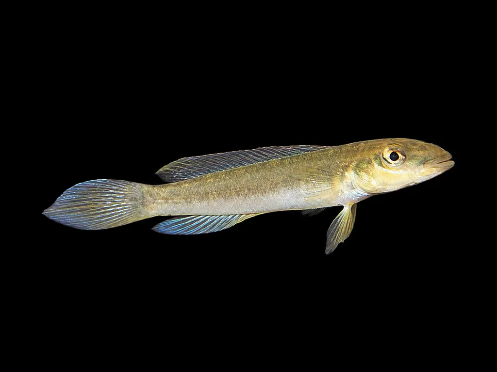 Monogram dwarf pike (Teleocichla monogramma)