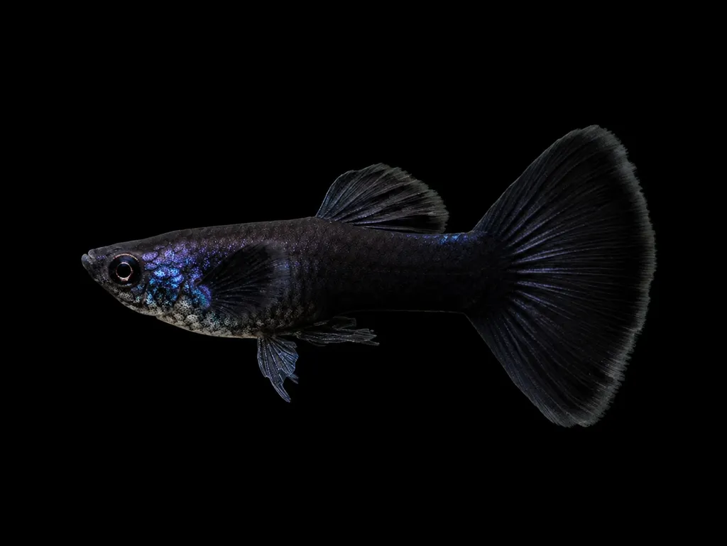 Moscow guppy (Poecilia reticulata)