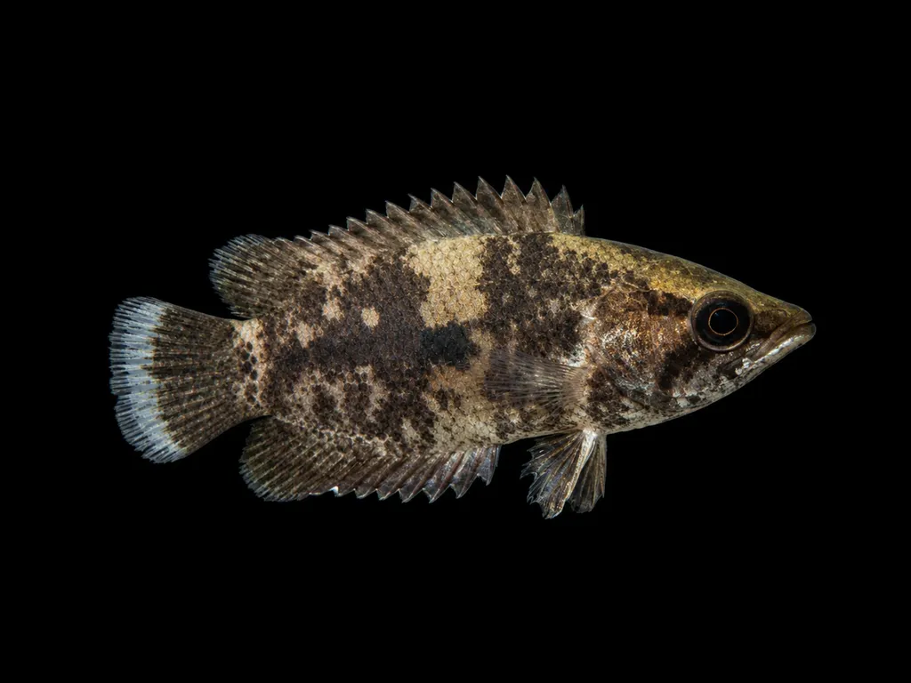 Mottled bushfish (Ctenopoma weeksii)