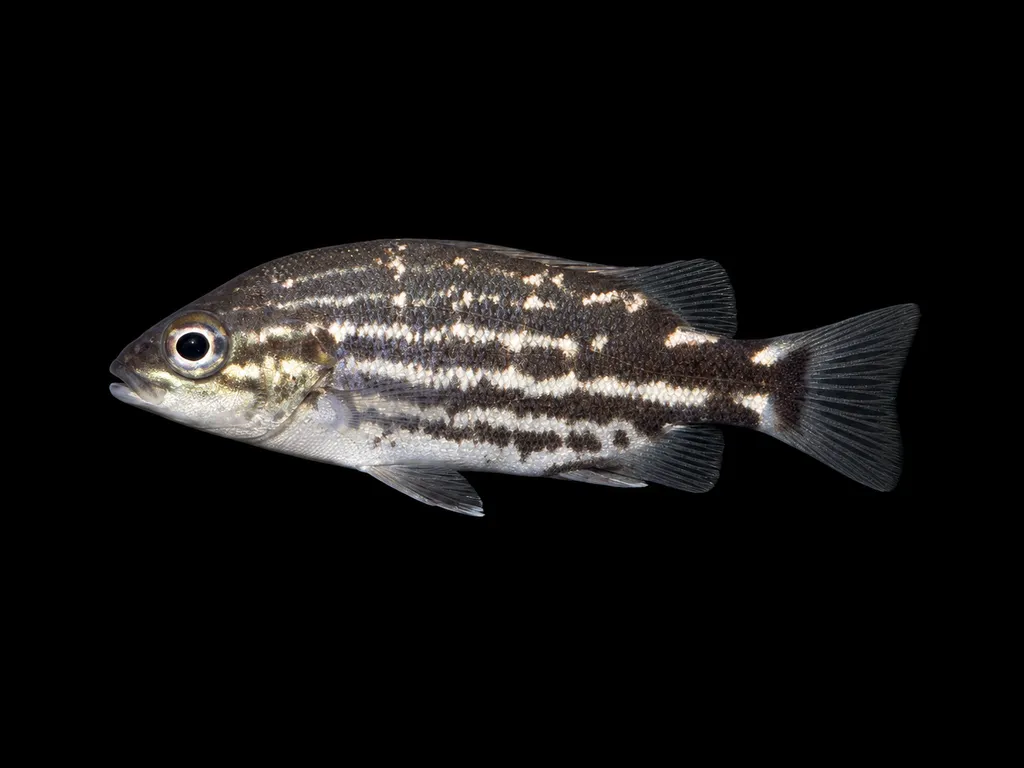 Mountain grunter (Hephaestus habbemai)