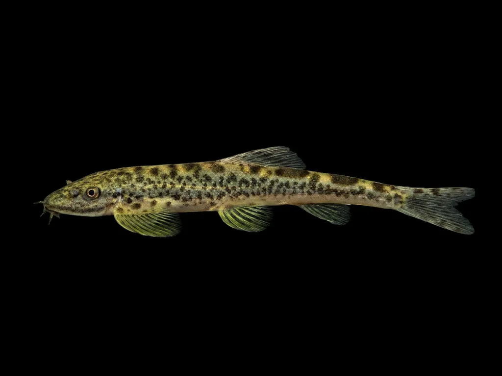 Nan River loach (Hemimyzon nanensis)