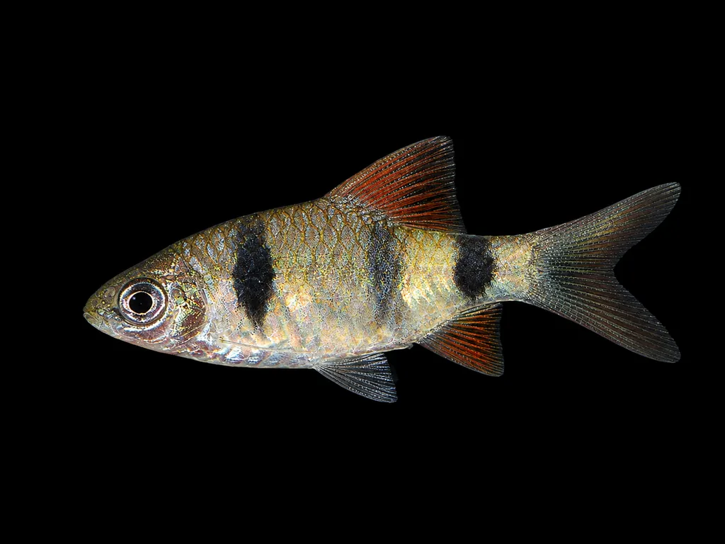 Narayan barb (Pethia narayani)