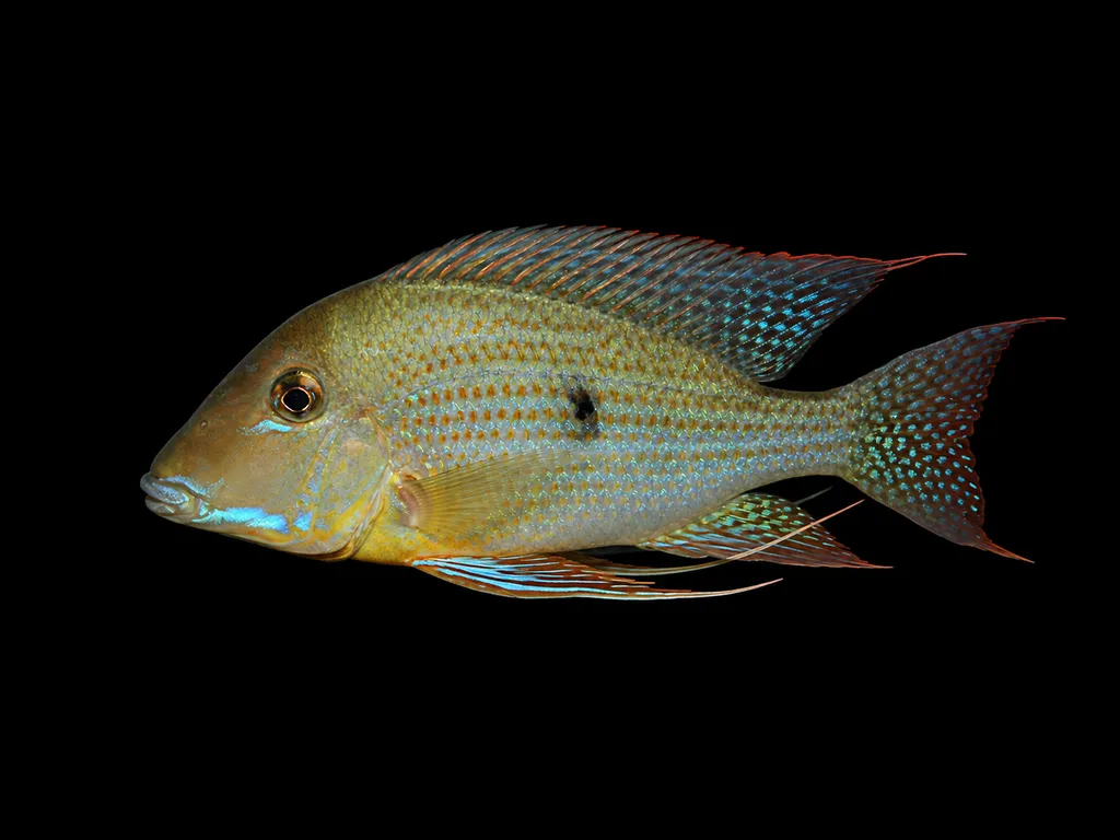 Neambi eartheater (Geophagus neambi)