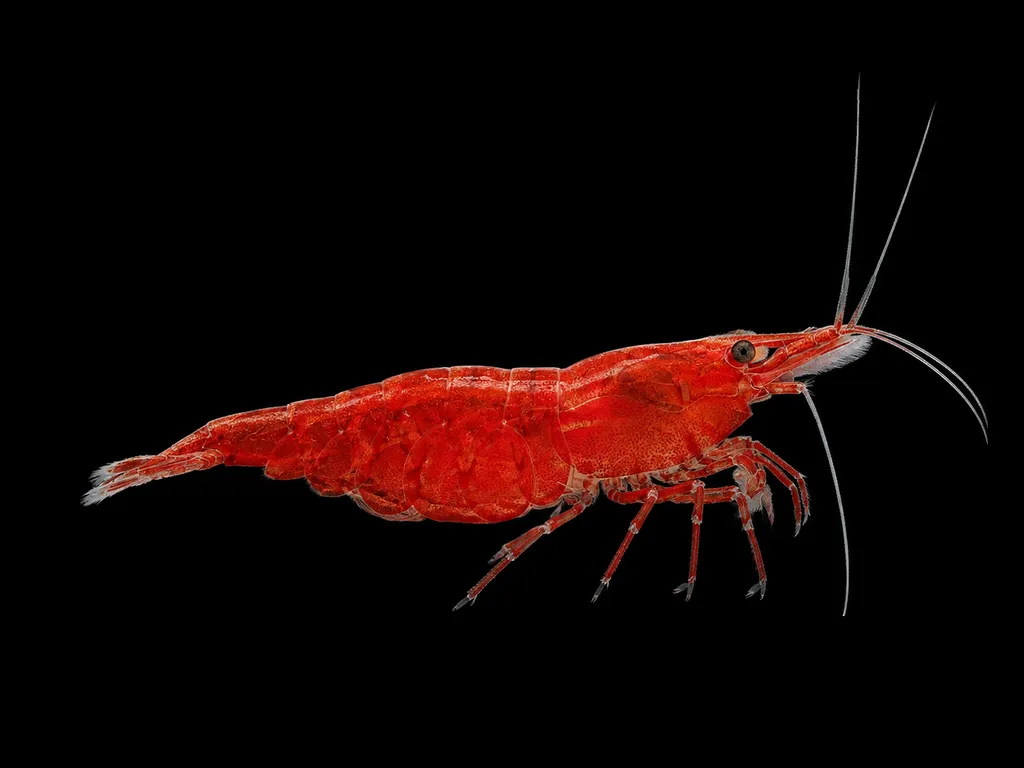 Neocaridina shrimp (Neocaridina davidi)