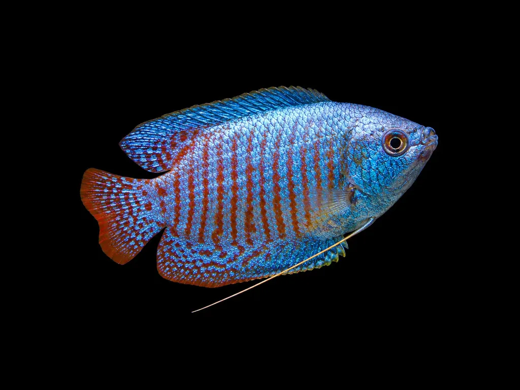 Neon blue dwarf gourami (Trichogaster lalius)